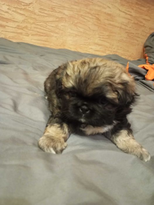 Szczenięta pekińczyk