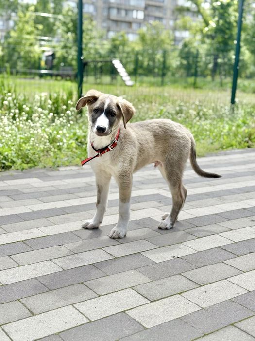 Цуценя безкоштовно