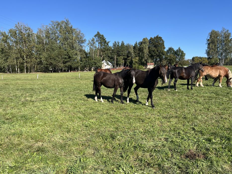 Klaczka śląska urodzona 2024