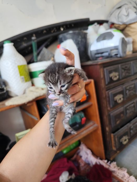 Gatinhas para dar