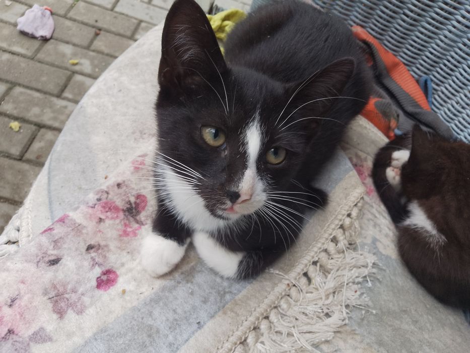 Kocurek do adopcji (telegram)