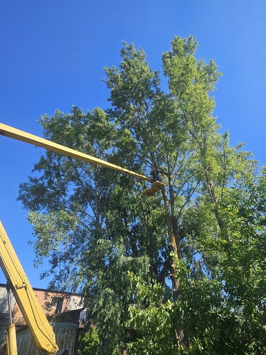 Випиловка дерев різної складності,робота на висоті.випиловка,підрізка,дерева.