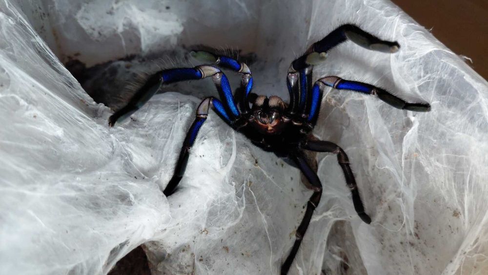 Ptasznik Chilobrachys natanicharum samica 3,5-4 DC
