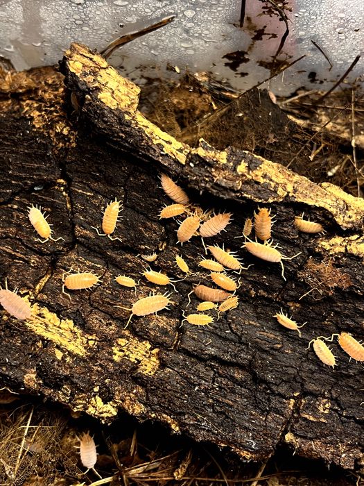Porcellionides pruinosus powder orange