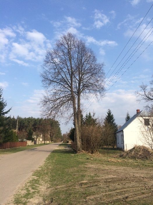 Wycinka,pielęgnacja,drzew,frezowanie,usuwanie karp,rębak,podnośnik