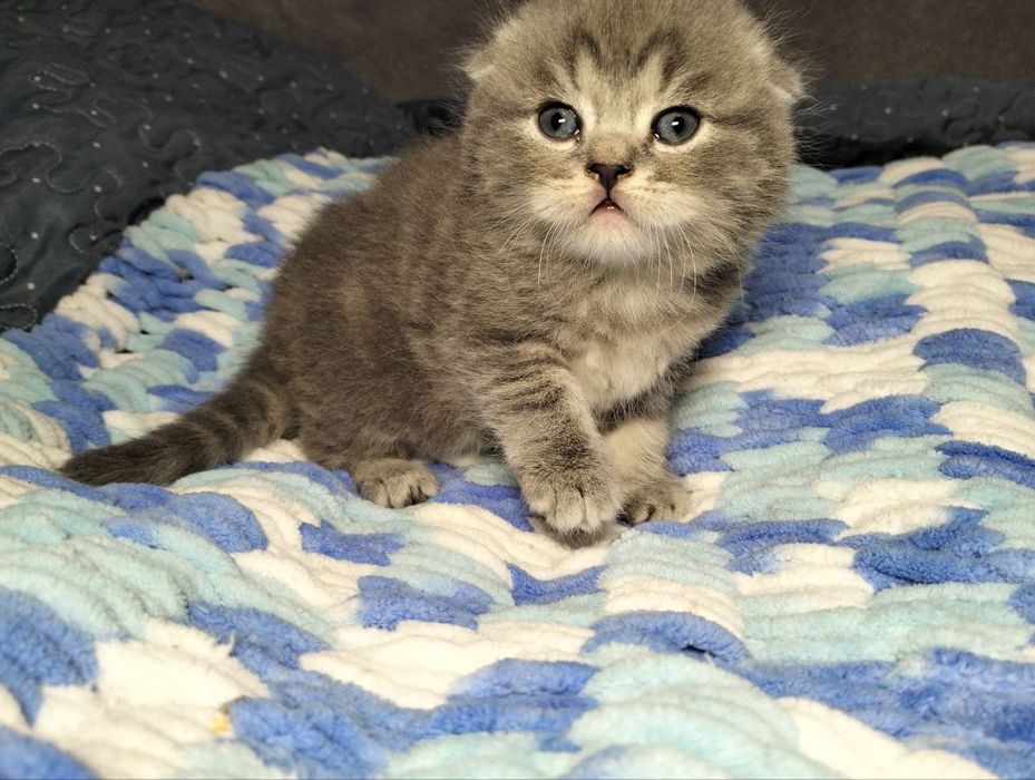 Вислоухий котенок