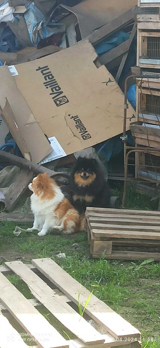 В'язка хлопчик шпіц чорно підпалий