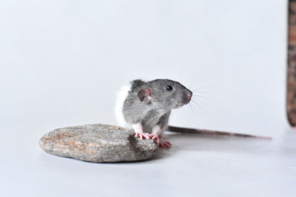 Пацючата пацюки дамбо та стандарт