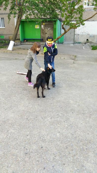 Подарую молоду собачку