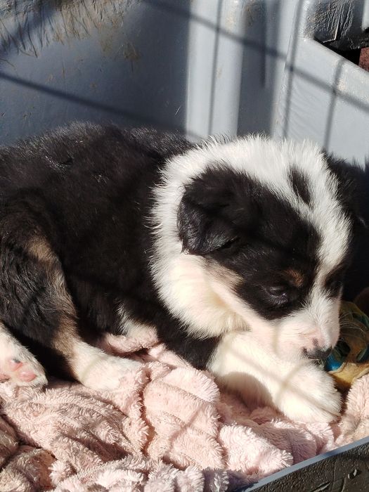 Border Collie excelente