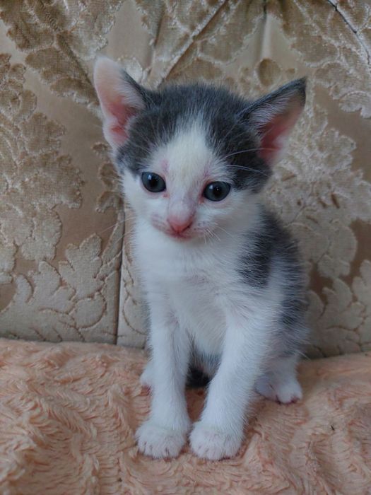 Віддам кошенят в добрі руки