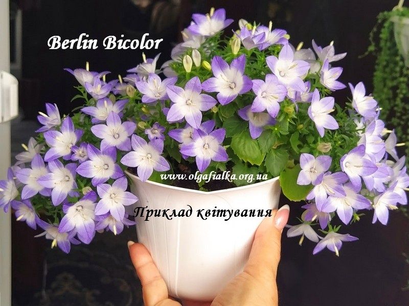 Кампанула кімнатна