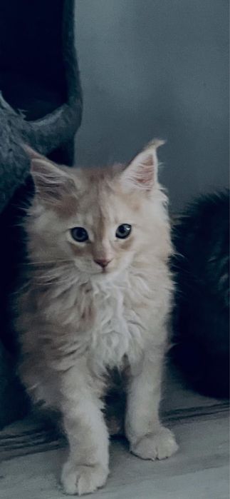 Kocięta Maine Coon rodowód FPL koty kocury