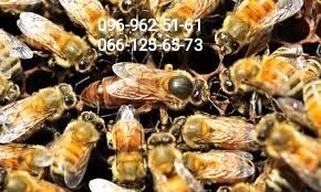 Плідні бджоломатки Бакфаст F1