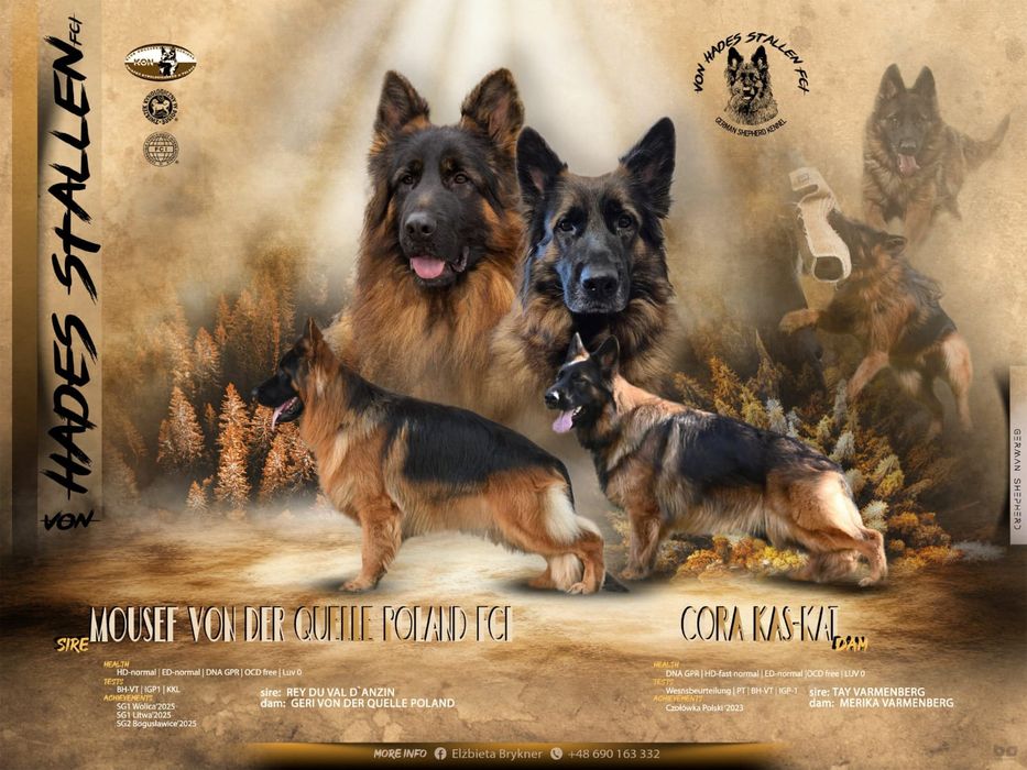 Owczarek Niemiecki Długowłosy FCI ZKwP wilczasta suka