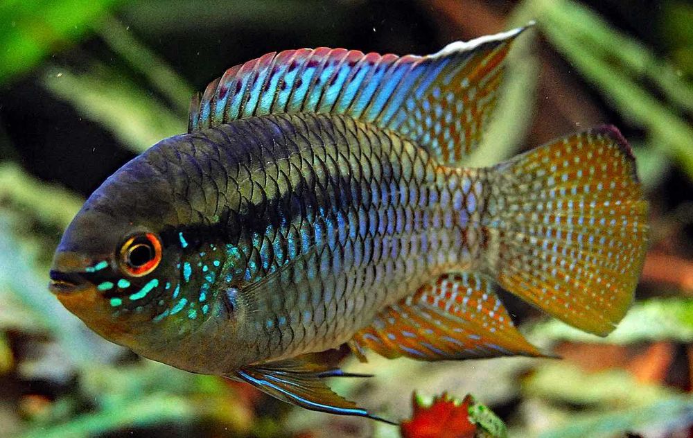 Akarka cętkowana - Laetacara curviceps