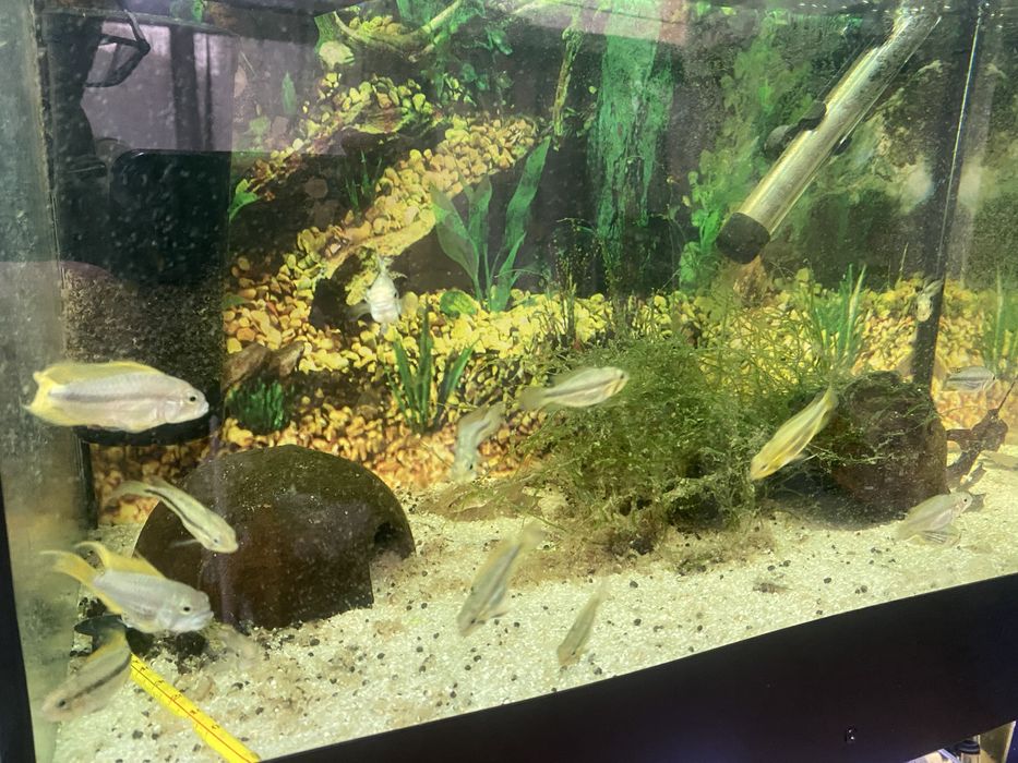 Apistogramma cacatuoide