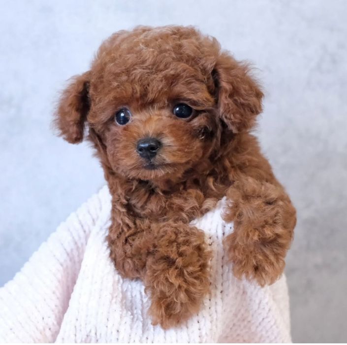 Чудовий хлопчик.   той пудель