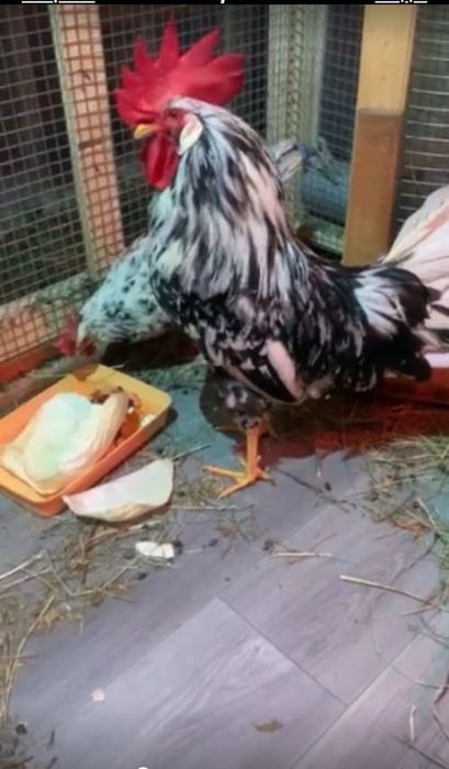 Молодий півень Леггорн Долматинець 450 грн і 2 курочки, окремо, разом