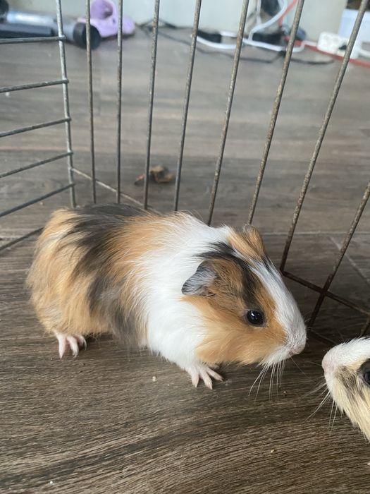 Świnki morskie, młode