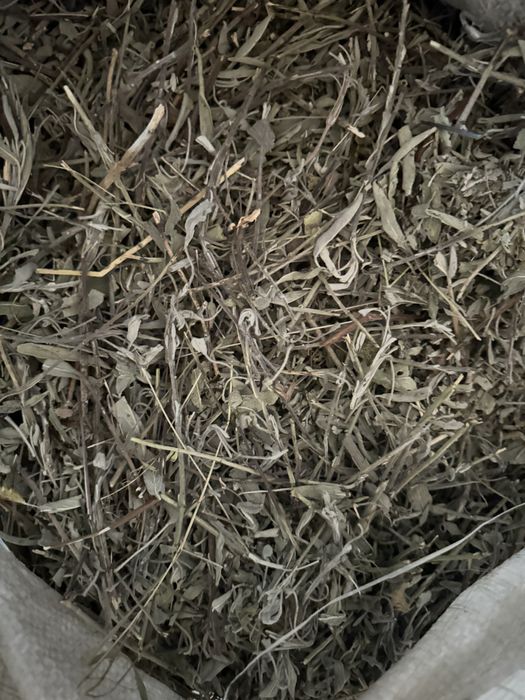 Шавлія, Шалфей сушений