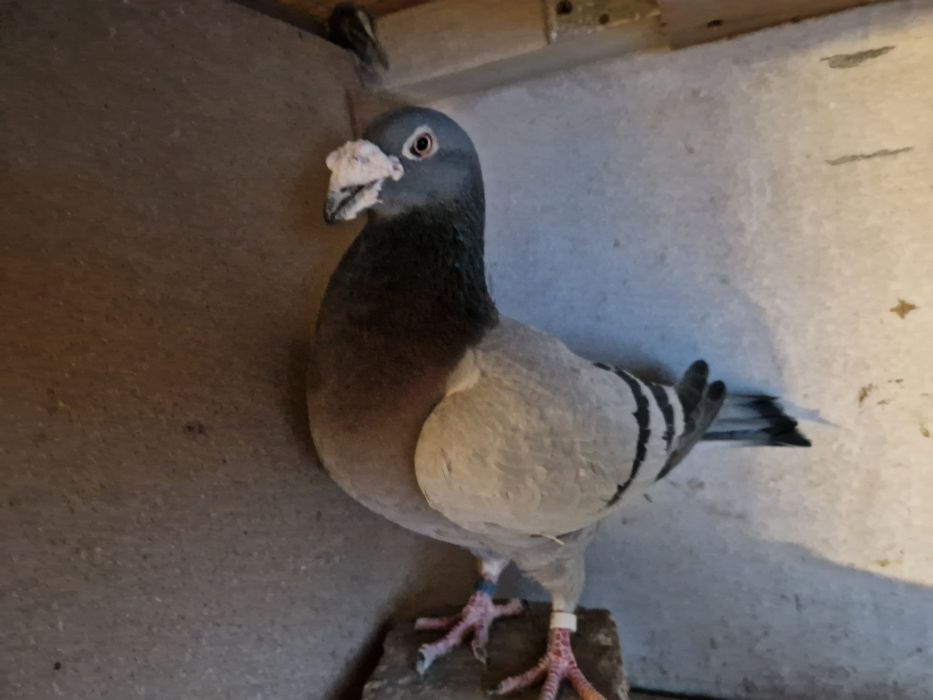 Gołąbie staropolskie samce wysylam