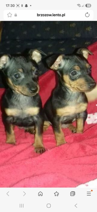 Pinczer miniaturowy ratlerek