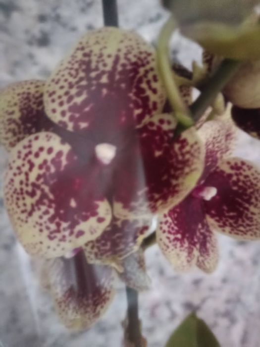 Продам орхідею сортову.