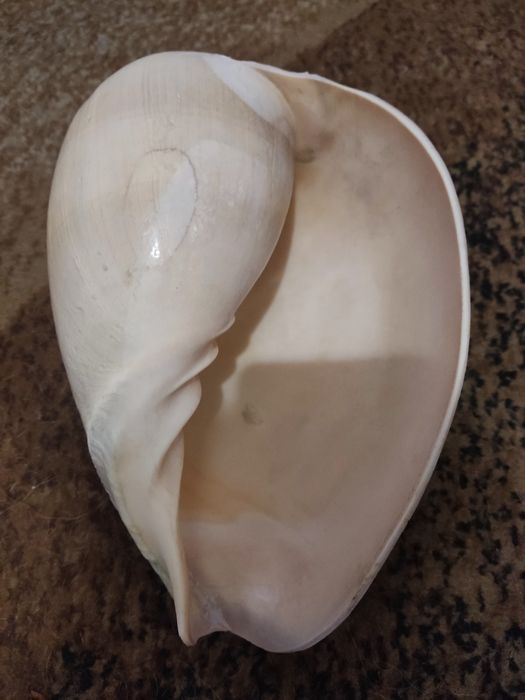 Океаническая ракушка большая