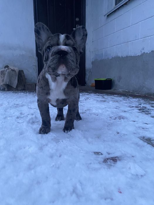 Французький бульдог дівчинка(біг роб)