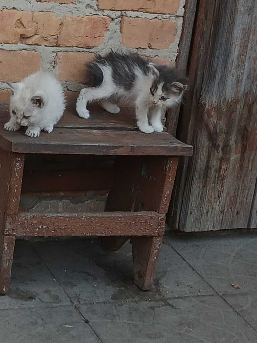 Кошенята в добрі руки