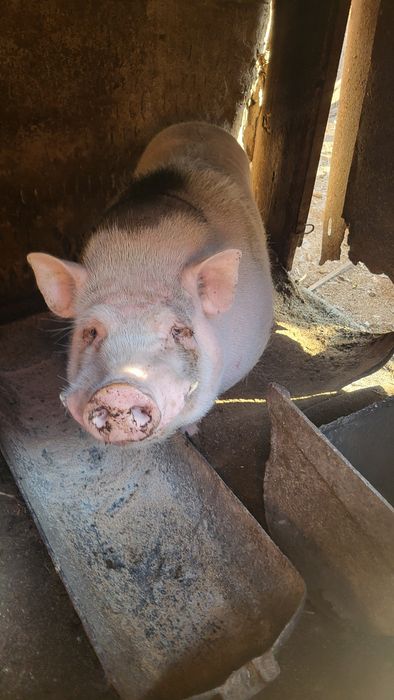 Кабан ветнамський