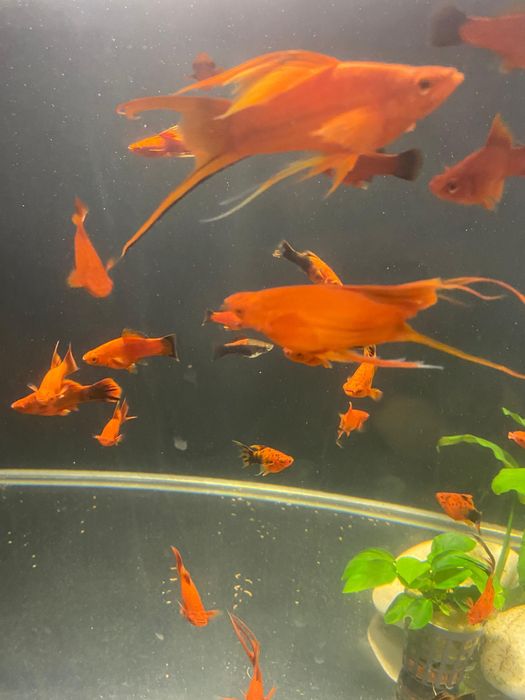 Mieczyki czerwone,zielone,berlińskie