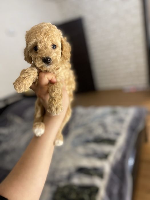 Девочка мальтипу baby face