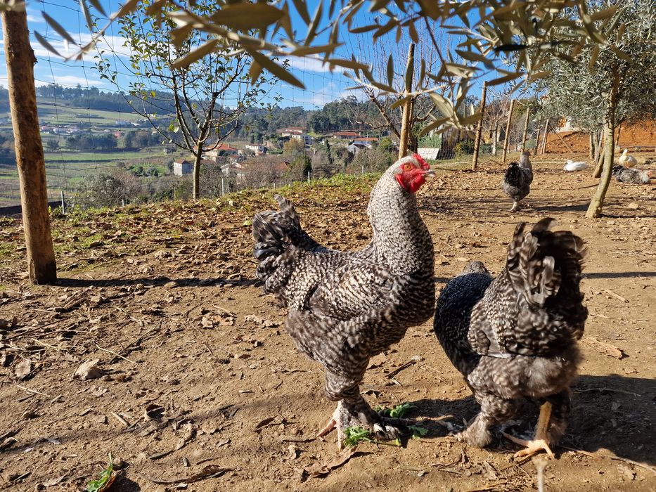 Galos brahama com malines