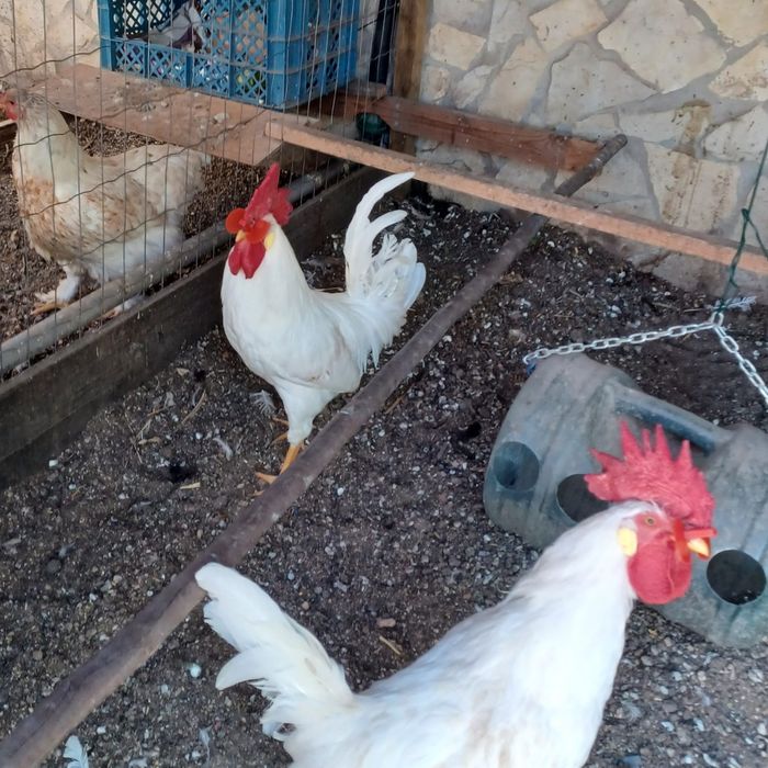 Galos  Raça Leghorn