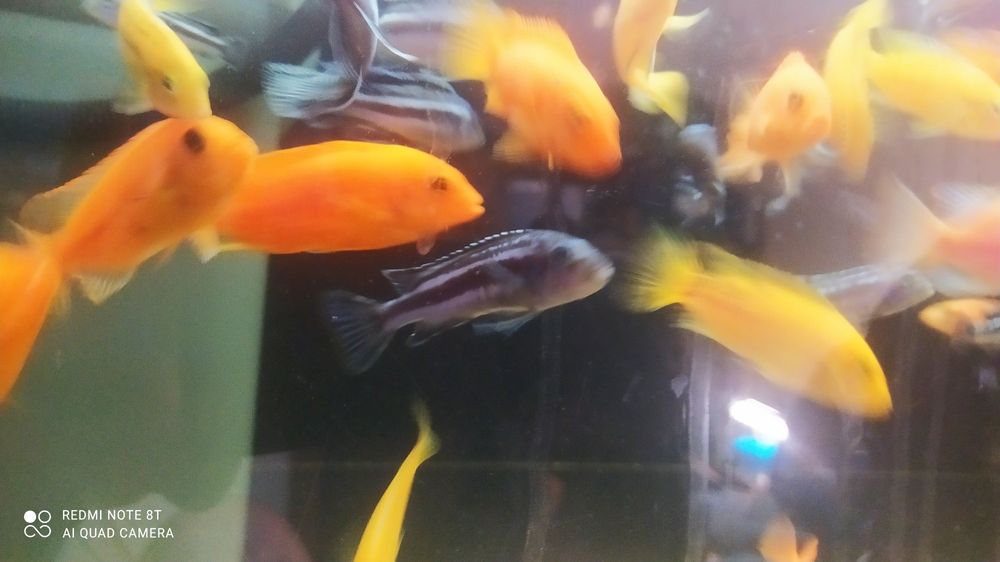 Великій вибір Цихлід Американських , Танганійских, Малавійских