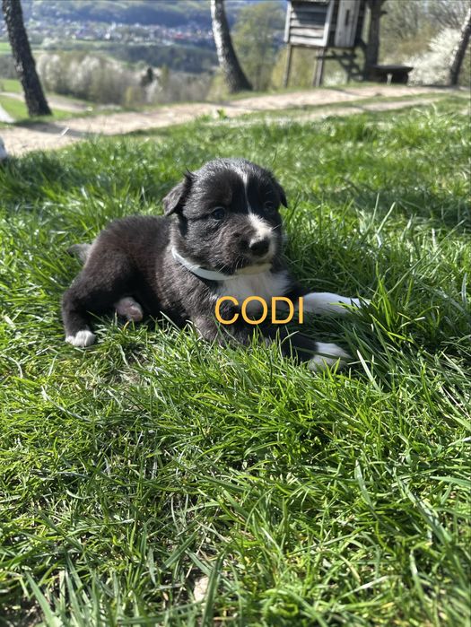 Piesek Border collie