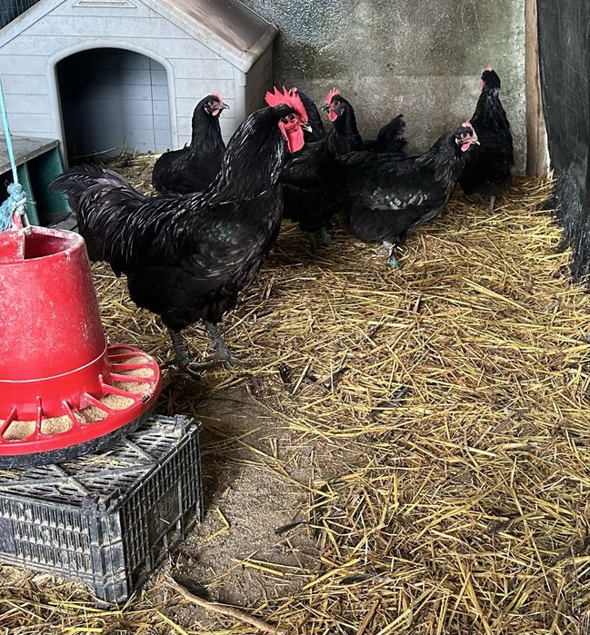 Jersey gigante Negro