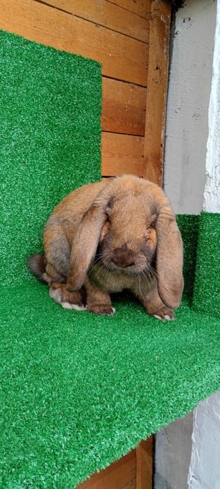 Baran francuski madagaskarowy rodowód samiec