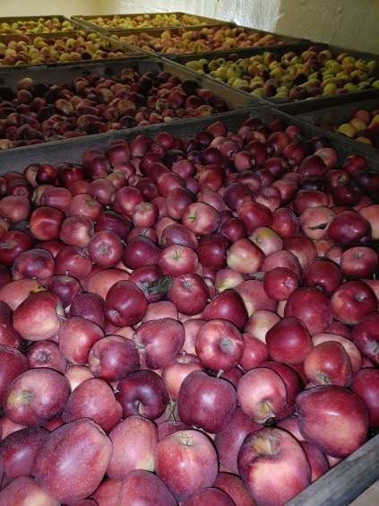 Sprzedam jabłko gloster Promocja!!!