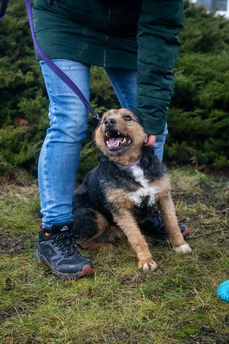 Foks szuka kochającego domu