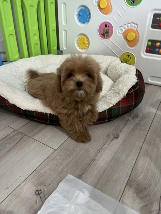 Wesoła sunia maltipoo