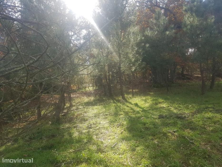 OPORTUNIDADE Quinta com Habitação de 5 Ha
