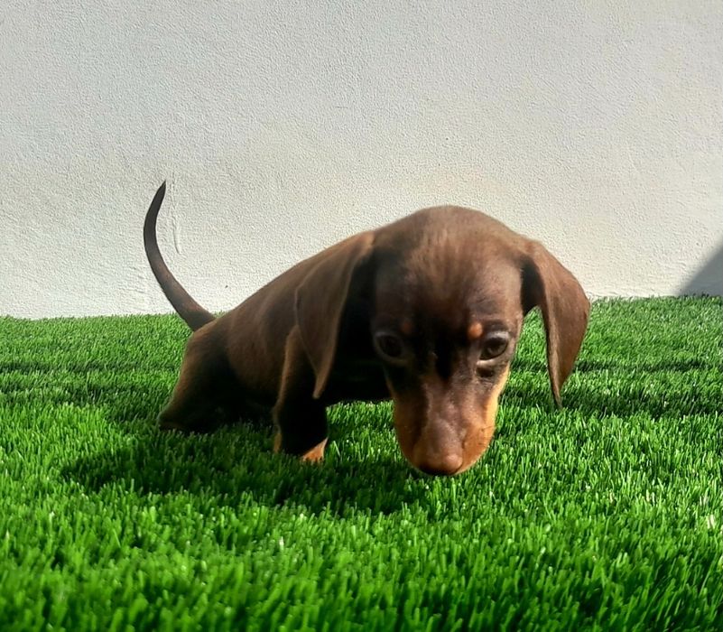 Daschund Kaninchen fêmea Alerquim e Chocolate o mais pequeno de todos os Teckel.