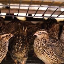 Перепела! Инкубационные яйца