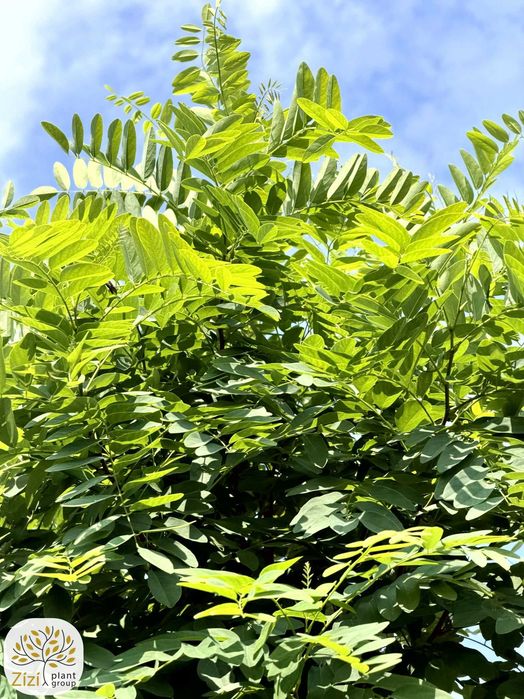 Robinia kulista Umbraculifera na pniu 220cm, obwody 8-16cm, Robinia pseudoacacia