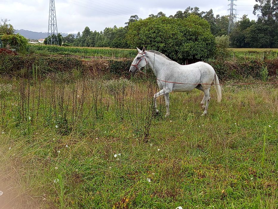 Égua Lusitana Reprodutora