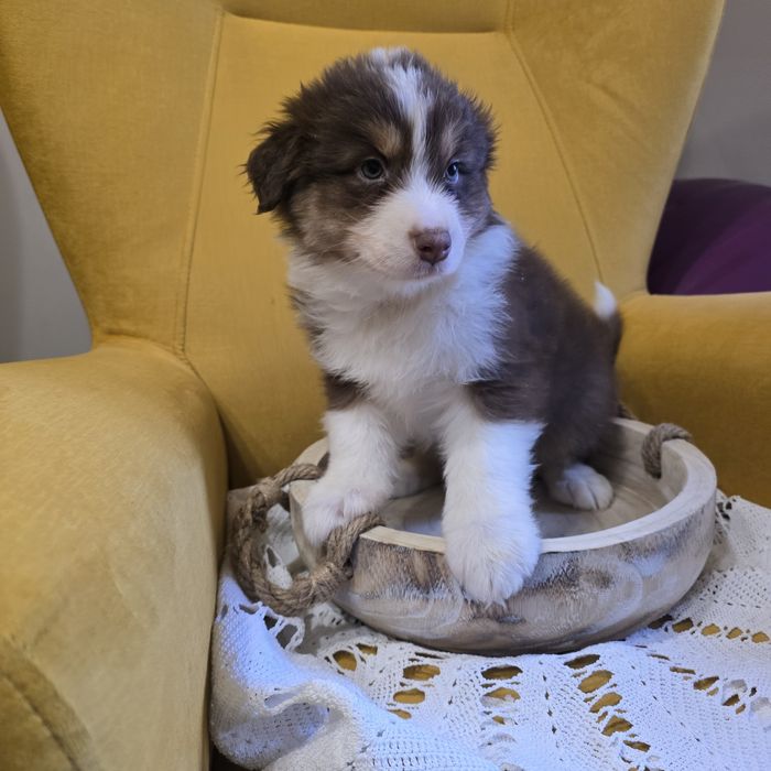 Owczarek australijski FCI suczka juz do odbioru