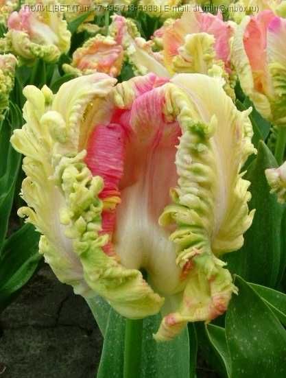 Тюльпани сортові, цибулини!